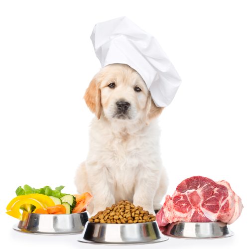 Funny,Golden,Retriever,Puppy,In,Chef's,Hat,With,Food,For